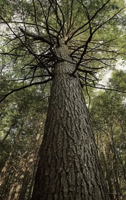 Arbre vu en contre-plongée, symbole d'enracinement et de solidité